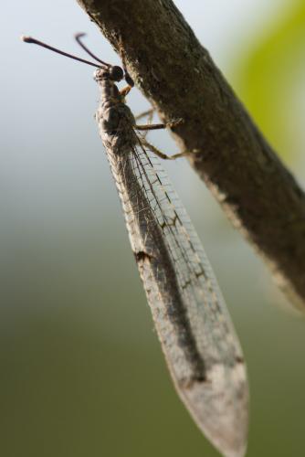 Distoleon tetragrammicus